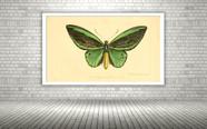 Quadro Decorativo Borboleta Verde Vintage - 70x50cm Quadro Decorativo Borboleta Verde Vintage - 70x50cm