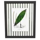 Quadro Decorativo Botânico Dypsis Paspatur Verde 52x63cm Quadro Decorativo Botânico Dypsis Paspatur Verde 52x63cm