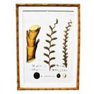 Quadro Decorativo Botânico Mol, Bambu 3 Mauritia