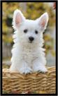 Quadro Decorativo Cachorro Cute Veterinário Pet Shop Casa Com Moldura RC006