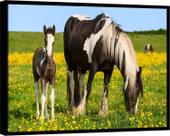Quadro Decorativo Canvas Moldura Filete Animais Cavalo Campo Pasto Verde