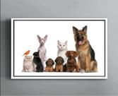 Quadro Decorativo Canvas Moldura Filete Cachorro Natureza Animais Pet Shop