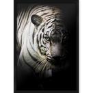 Quadro Decorativo com Moldura e Impressão em Vidro Animais Tigre Branco Fundo Preto Quadro Decorativo com Moldura e Impressão em Vidro Animais Tigre Branco Fundo Preto