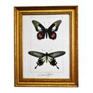 Quadro Decorativo de Borboleta Polymetus Borda Dourada