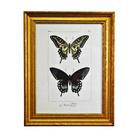 Quadro Decorativo de Borboleta Xuthus Borda Dourada