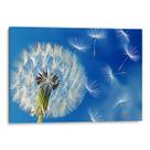 Quadro decorativo Dente de Leão ao Vento em Silêncio Poético - Art Canvas Quadro decorativo Dente de Leão ao Vento em Silêncio Poético - Art Canvas