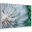 Quadro decorativo Dente de Leão em Brisa Eterna Delicada - Art Canvas Quadro decorativo Dente de Leão em Brisa Eterna Delicada - Art Canvas