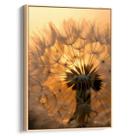 Quadro decorativo Dente de Leão nas Chamas do Amanhecer - Art Canvas