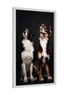 Quadro decorativo - dupla pets cachorros - animais