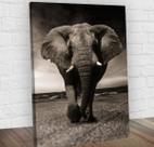 Quadro Decorativo Elefante Midiapoparte Salas 60X80