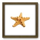 Quadro Decorativo - Estrela do Mar - 33cm x 33cm - 039qdkm Quadro Decorativo - Estrela do Mar - 33cm x 33cm - 039qdkm