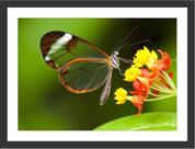Quadro Decorativo Flor Borboleta Salas Decorações Com Moldura