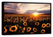Quadro Decorativo Flor Girassol Decorações Salas Tela Canvas Premium G02