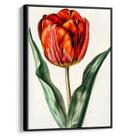 Quadro decorativo Flor - Tulipa Vermelha Elegante - Art Canvas