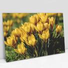 Quadro Decorativo Floral Flores Amarela em tela Canvas