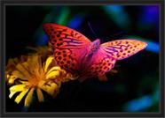 Quadro Decorativo Flores Borboleta Decoração Com Moldura
