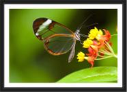 Quadro Decorativo Flores Borboleta Decoração Com Moldura