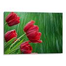 Quadro decorativo Flores - Tulipas Vermelhas Sob a Chuva do Campo - Art Canvas