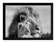 Quadro Decorativo Foto Leoa Leão Natureza