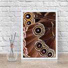 Quadro Decorativo Fotografia Asa De Borboleta 33x24cm