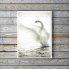 Quadro Decorativo Fotografia Cisne Branco 45x34cm Quadro Decorativo Fotografia Cisne Branco 45x34cm