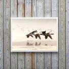 Quadro Decorativo Fotografia Patos Selvagens 45x34cm