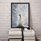 Quadro Decorativo Fotografia Pavão Branco 45x34cm Quadro Decorativo Fotografia Pavão Branco 45x34cm