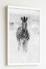 Quadro Decorativo Fotografia Zebra - 70x50cm