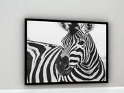 Quadro Decorativo Fotografia Zebra Preto e Branco - 70x50cm