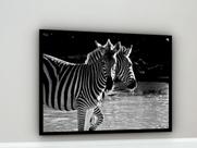 Quadro Decorativo Fotografia Zebras P&B - 70x50cm