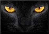 Quadro Decorativo Gato Preto Olhos Amarelos Moldura 42x29cm