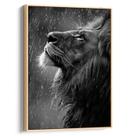 Quadro decorativo Leão Majestoso Sobre Chuva de Prata - Art Canvas