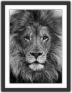 Quadro Decorativo Leão Preto e Branco Animais Salas Decorações Com Moldura