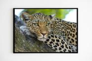 Quadro Decorativo Leopardo de Olhos Verdes com Moldura E Acetato Tamanho A3
