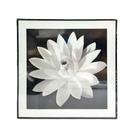 Quadro Decorativo Macro Nature Sortido 25cm x 25cm Tokyo Design Quadro Decorativo Macro Nature Sortido 25cm x 25cm Tokyo Design