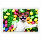 Quadro Decorativo Moldura de Madeira 60x40 Dog Feliz Óculos Quadro Decorativo Moldura de Madeira 60x40 Dog Feliz Óculos