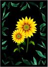 Quadro Decorativo Natureza Flor Girassóis Contorno Com Folhas Verdes Paisagem Moldura RC165 Quadro Decorativo Natureza Flor Girassóis Contorno Com Folhas Verdes Paisagem Moldura RC165