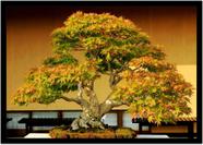Quadro Decorativo Natureza Paisagem Bonsai Salas Quartos Escritório Com Moldura R038