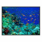 Quadro Decorativo Peixes Coral 90x60 para Sala Quarto Hall