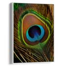Quadro decorativo Pena de Pavão Solitária - Art Canvas Quadro decorativo Pena de Pavão Solitária - Art Canvas