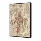 Quadro decorativo profissões medicina anatomia humana 60x40