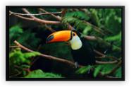 Quadro Decorativo Tucano Pássaro Ave Salas Tela Canvas Premium