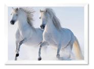Quadro Dois Cavalos Brancos 50x70cm