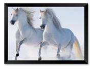 Quadro Dois Cavalos Brancos 50x70cm Quadro Dois Cavalos Brancos 50x70cm