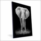 Quadro Elefante Canvas Sem Vidro Quadro Elefante Canvas Sem Vidro