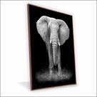 Quadro Elefante Canvas Sem Vidro Quadro Elefante Canvas Sem Vidro