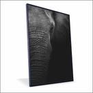 Quadro Elefante Lateral Canvas Com Vidro Quadro Elefante Lateral Canvas Com Vidro