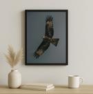 Quadro Falcão Peregrino Cinza e Preto 24x18cm - com vidro