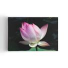 Quadro Flor de Lótus Rosa Orvalho Fotografia Canvas 60x40cm