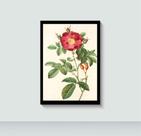 Quadro Flor Flores e Plantas com Moldura E Acetato Tamanho A3